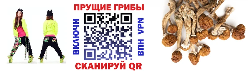 Псилоцибиновые грибы мицелий  продажа наркотиков  Ялуторовск 